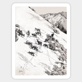 Capra Ibex group in snow Sticker